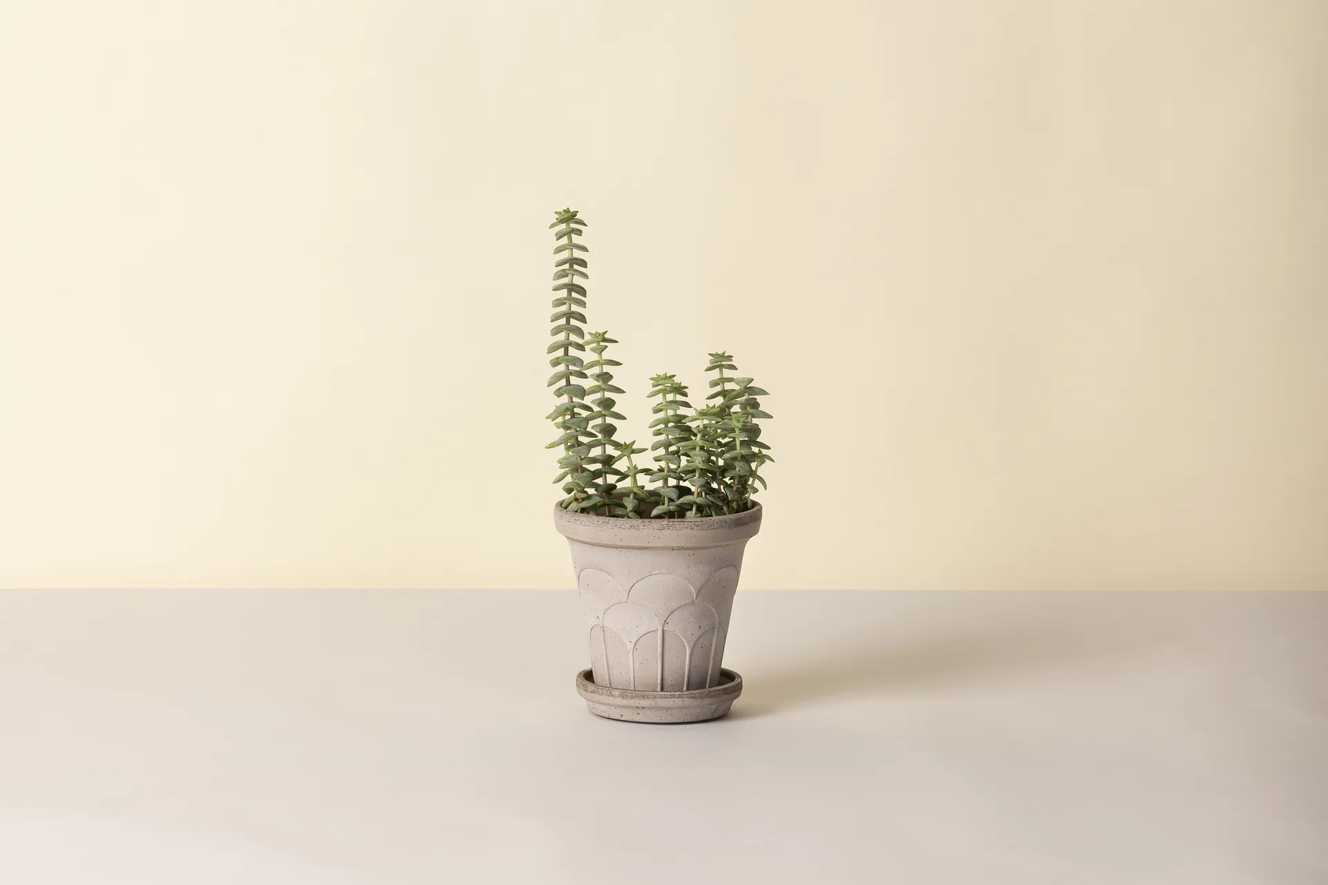 Fleur pot with saucer, 2 pieces, Grey, Ø14 cm Bergs Potter