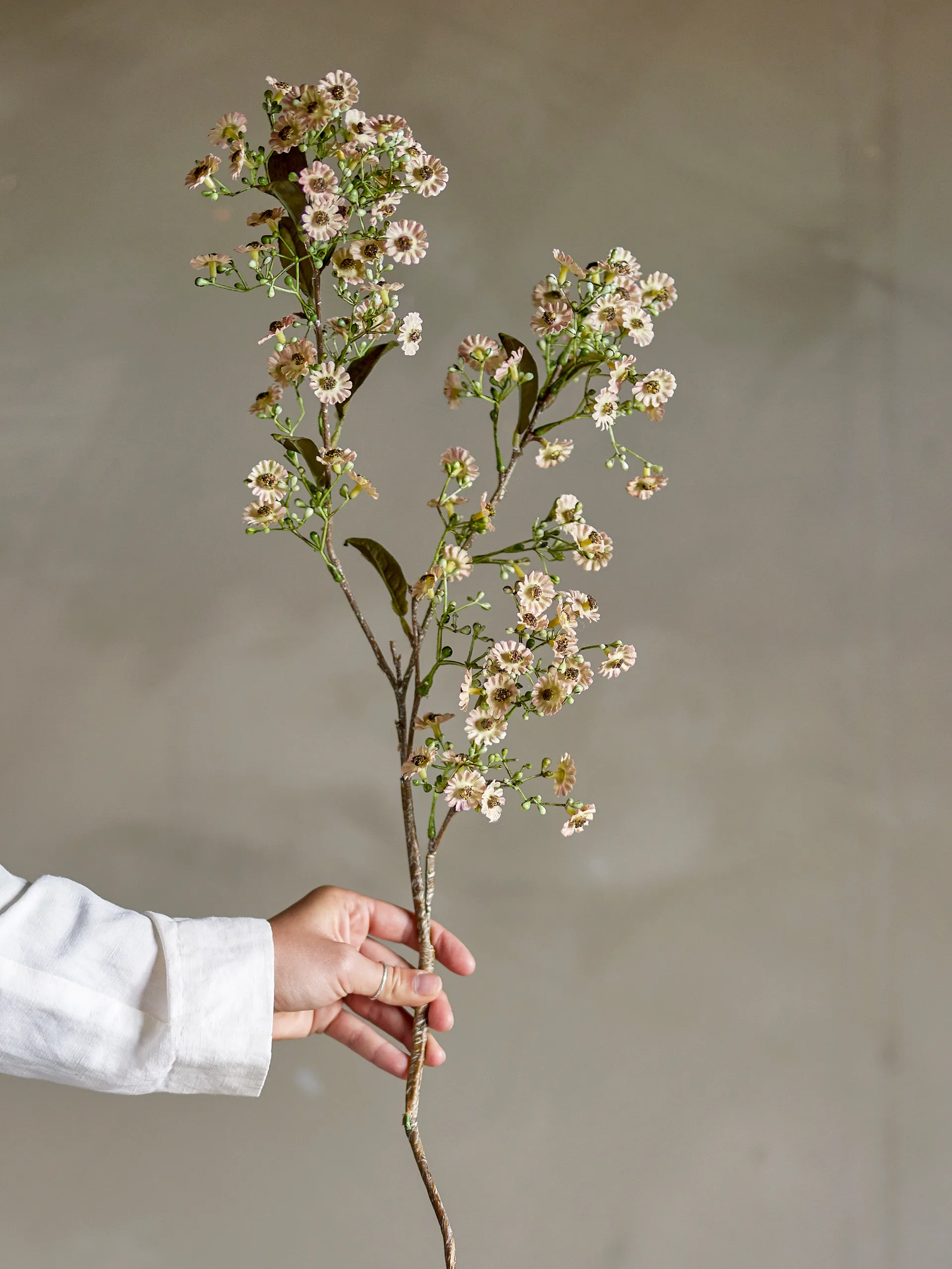 Stem wax flower, White Bloomingville