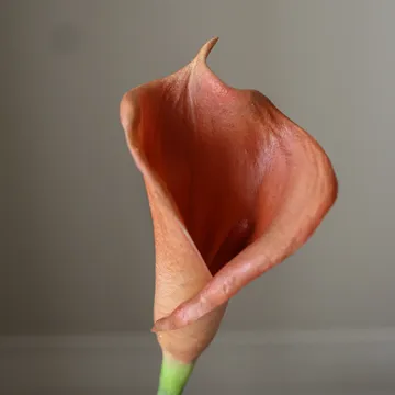 Calla lily artificial bouquet - Brown, 62 cm, 8 pcs - Botané