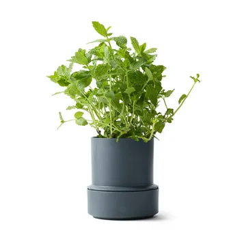 Billund self-watering herb pot - Blueberry - Crushgrind