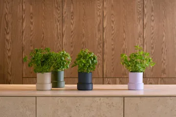 Billund self-watering herb pot - Parsley - Crushgrind