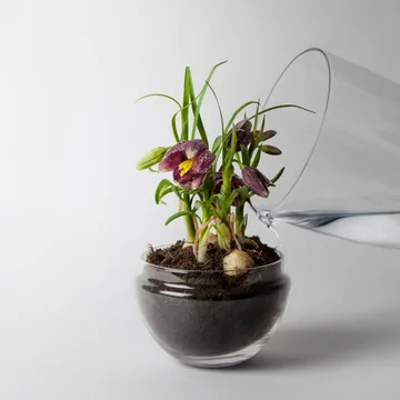 Grow greenhouse - Medium Ø11 cm - Design House Stockholm