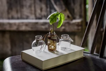 Ernst vase gift set 3 pieces - Clear - ERNST