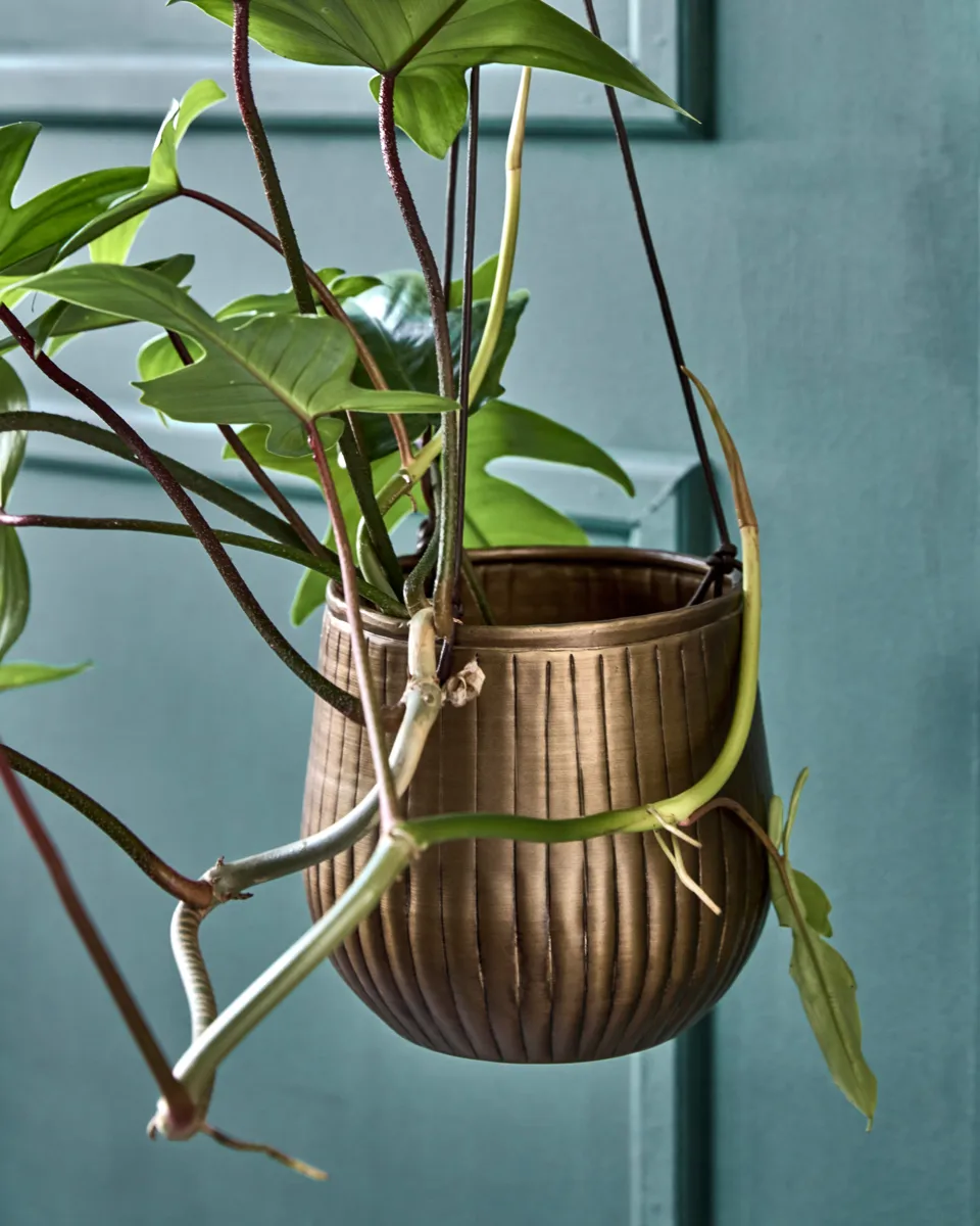 Plan hanging pot 2 parts, Golden House Doctor