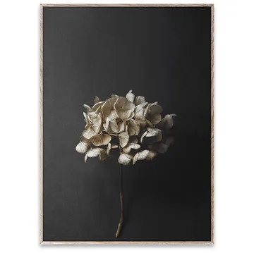 Sto Life 04 Hydrangea poster - 50x70 cm - Paper Collective