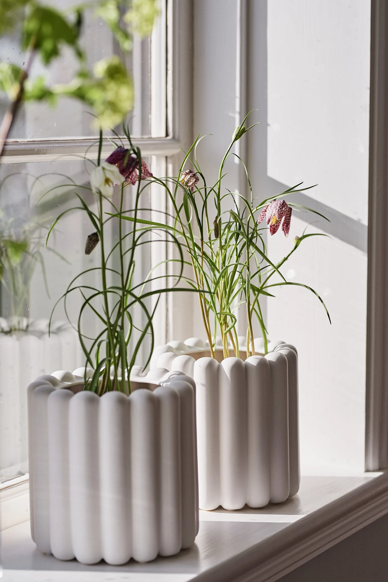 Two ridged white planters on a sunlit windowsill, holding green plants with speckled bell-shaped flowers.
