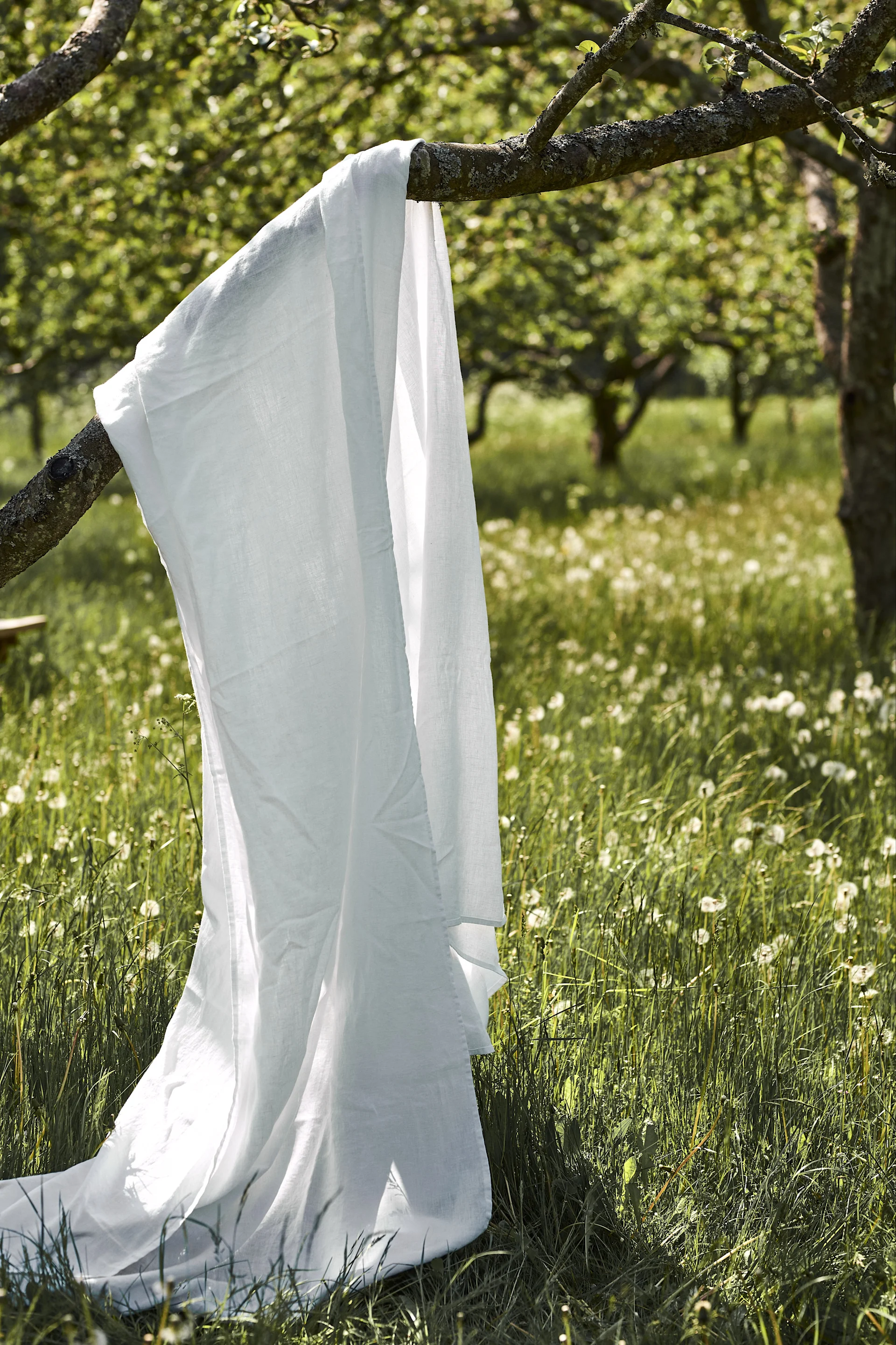 White linen fabric draped over a mossy tree branch in a sunny, green orchard with dandelions.