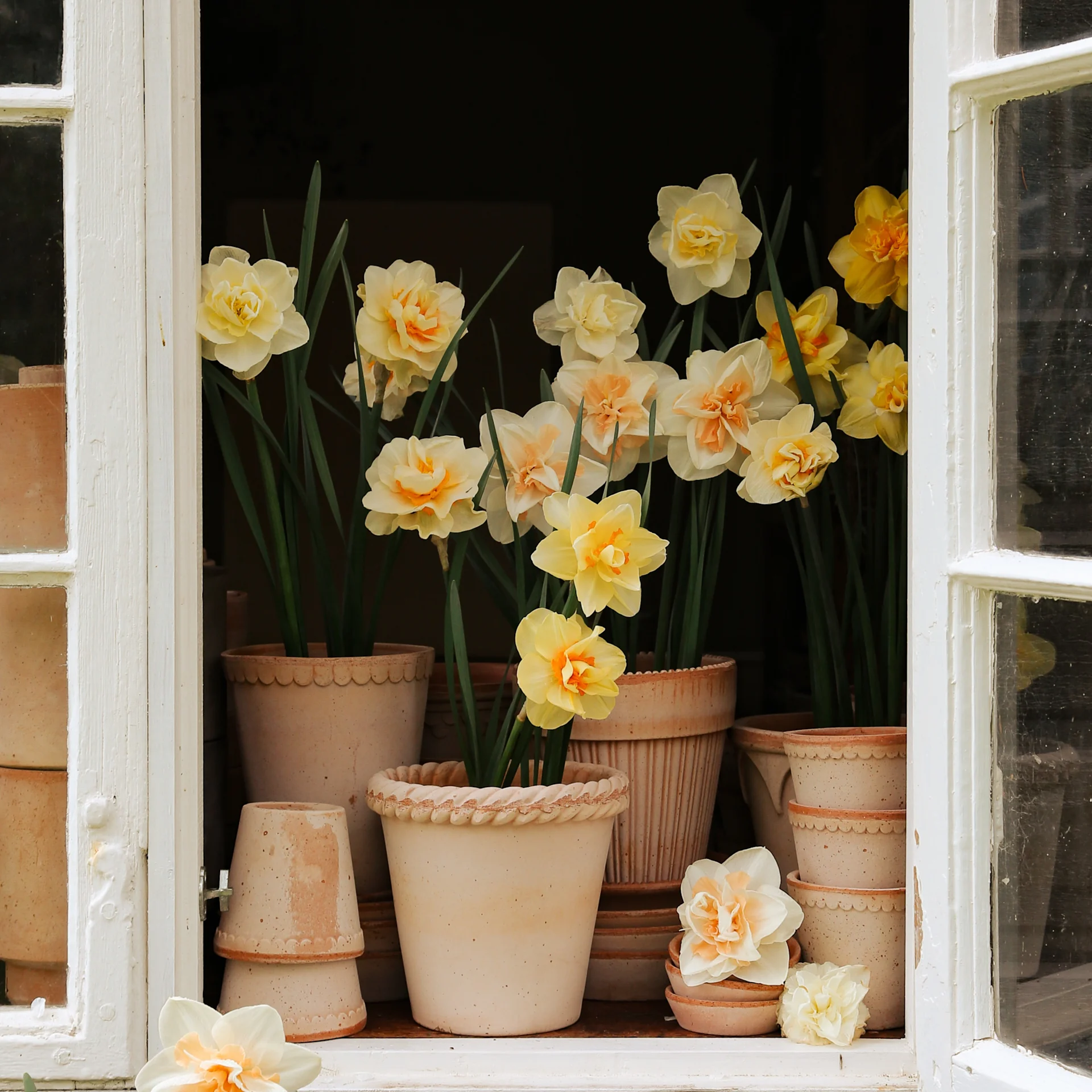 Potted daffodils with yellow and peach blooms arranged in and around a white window frame with terracotta pots.