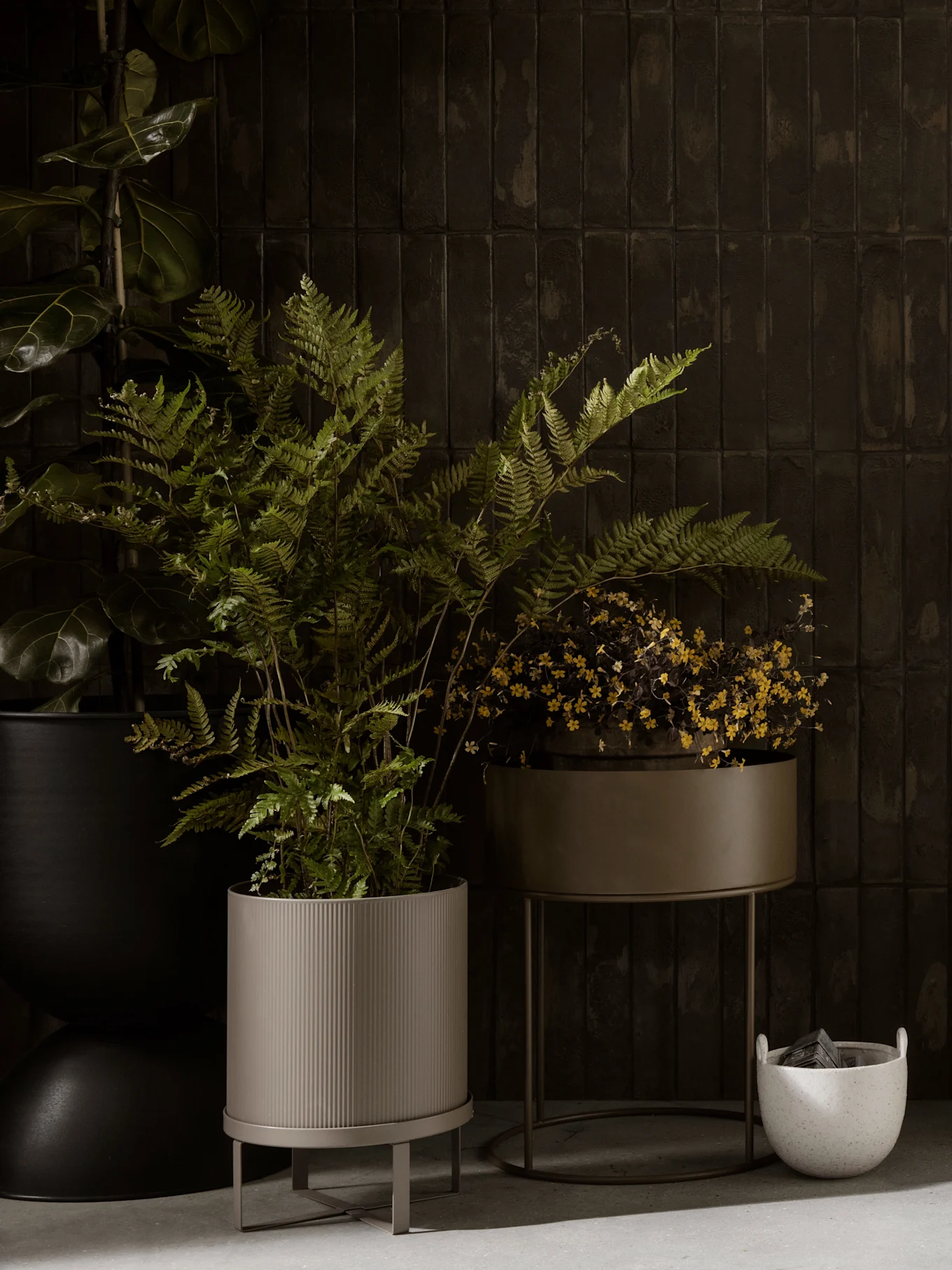 A dark room with a tall plant, a fern in a ribbed grey planter, a plant with yellow flowers in an olive planter, and a white speckled pot.