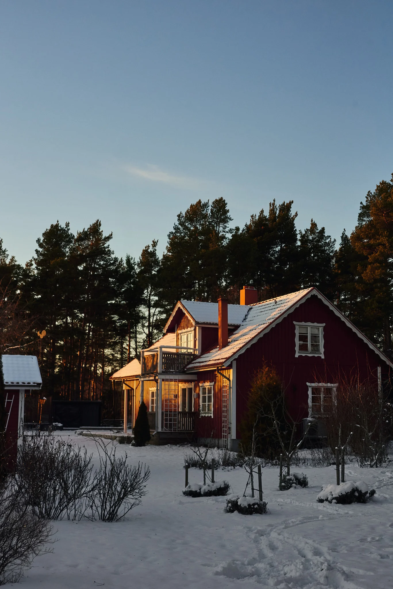 A red house with snow on its roof and yard, bathed in warm sunlight, surrounded by tall pine trees under a clear sky.
