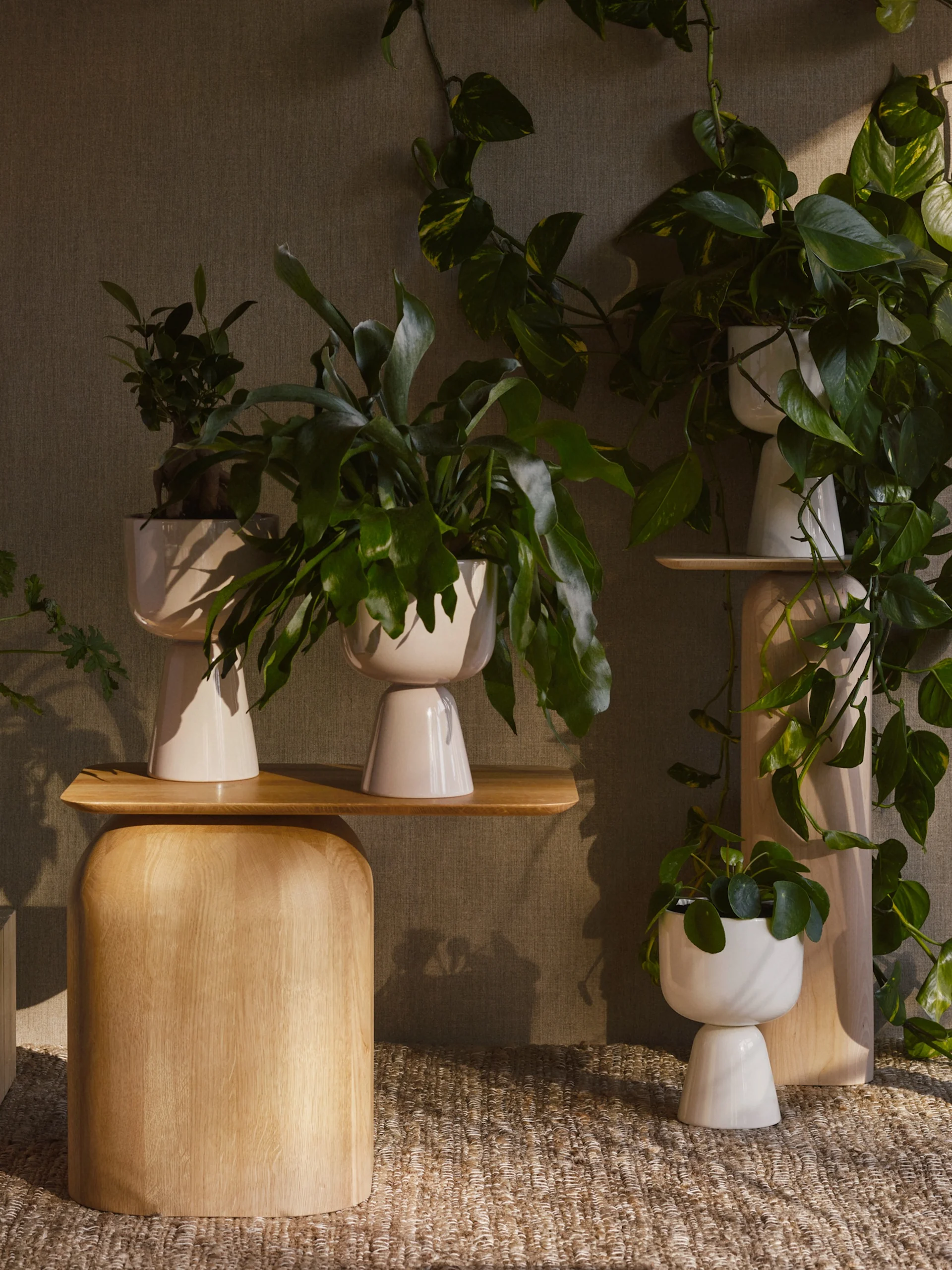 Several potted plants in white ceramic planters on natural wood shelves and pedestals, against a textured wall.