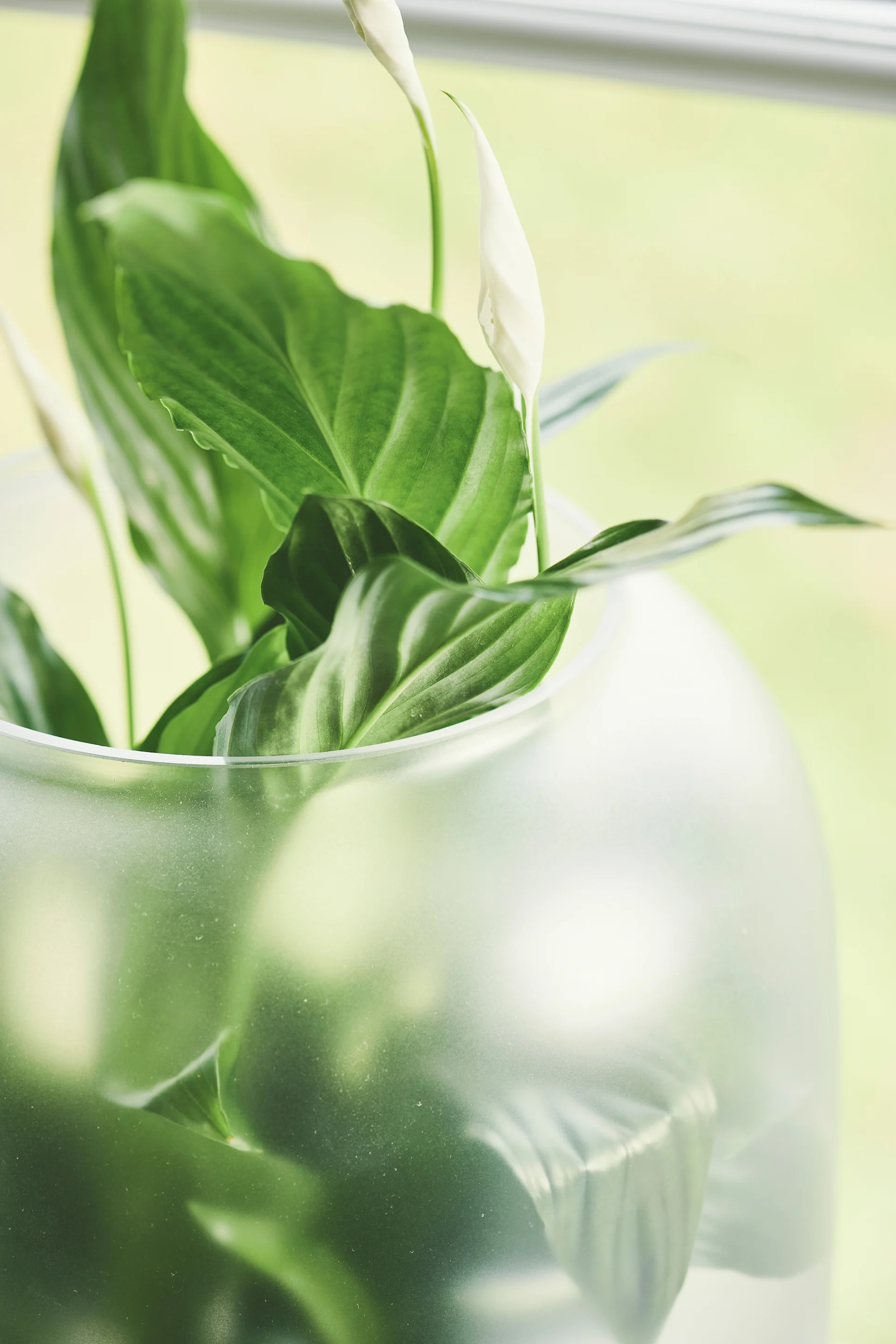 Peace lily plant with white flowers and green leaves in a frosted glass vase.
