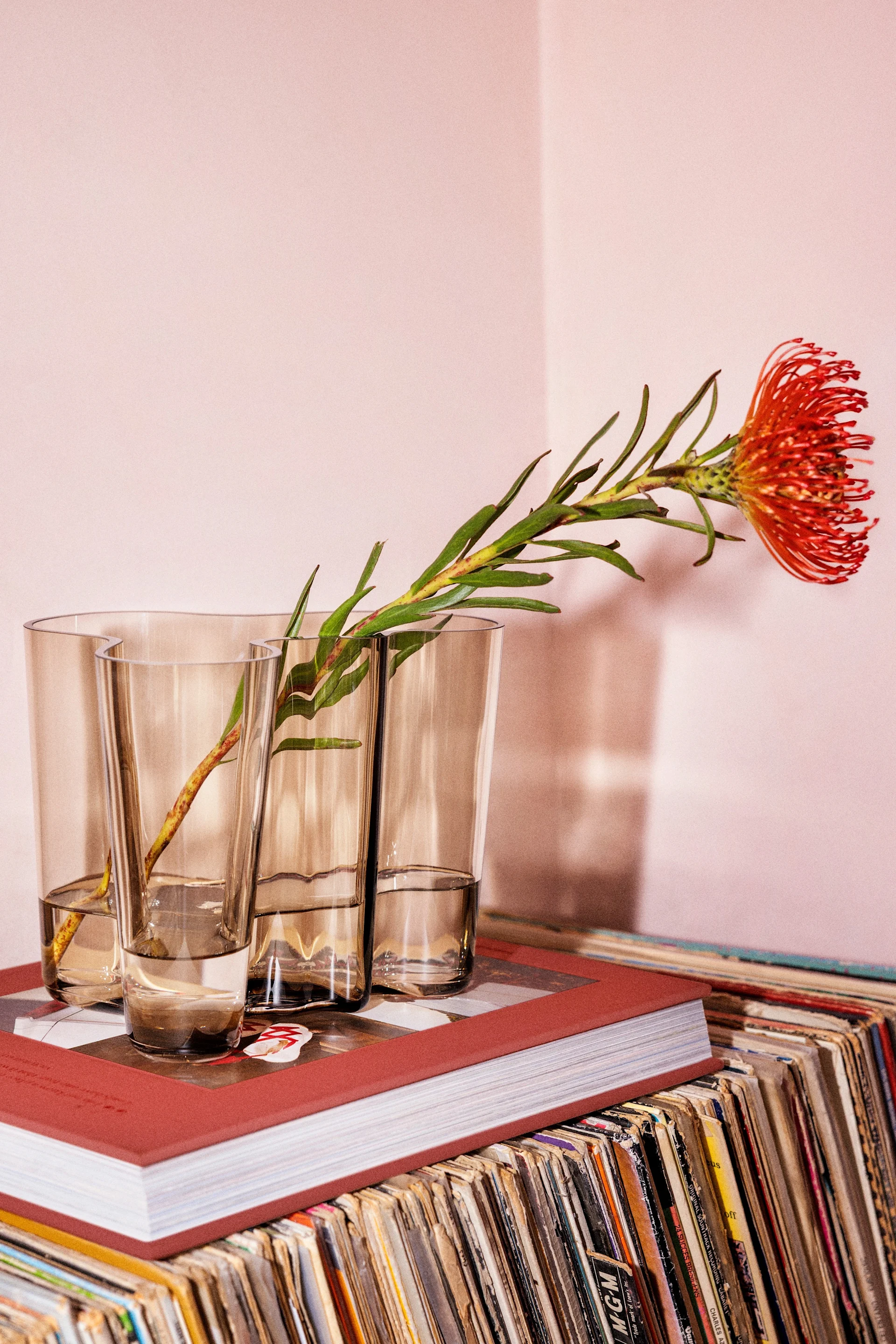 Red protea flower in three smoked glass vases on a red book, atop a stack of vinyl records, against a pink wall.