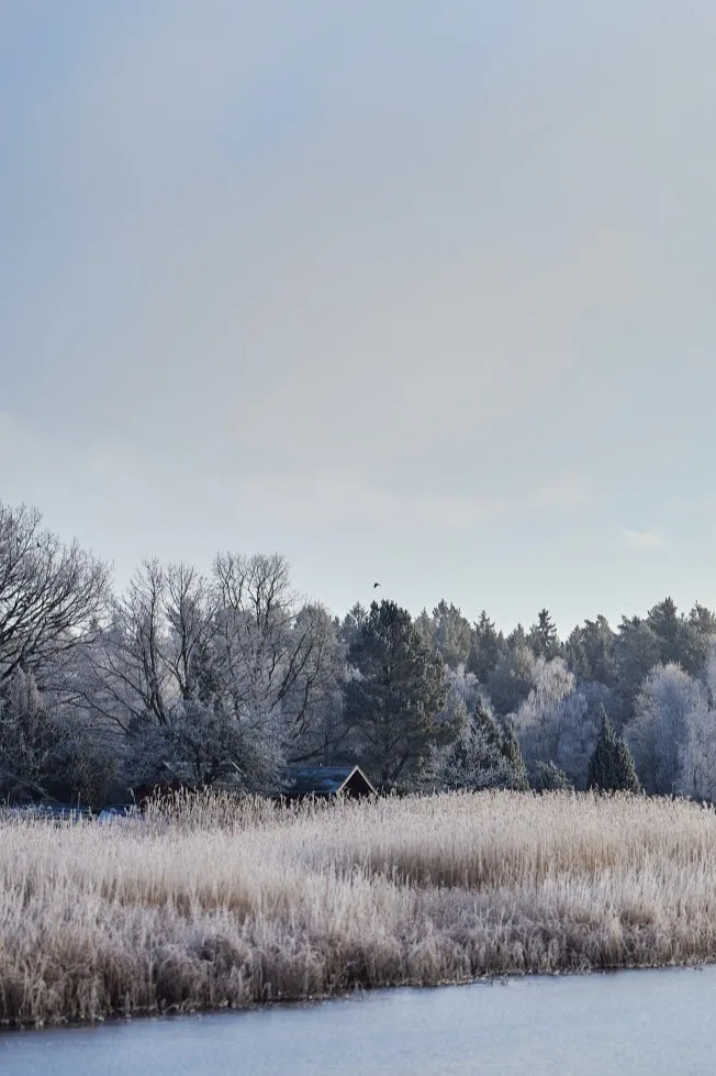 Winter landscape with frosted reeds, trees, a small red cabin, and calm water under a pale sky.