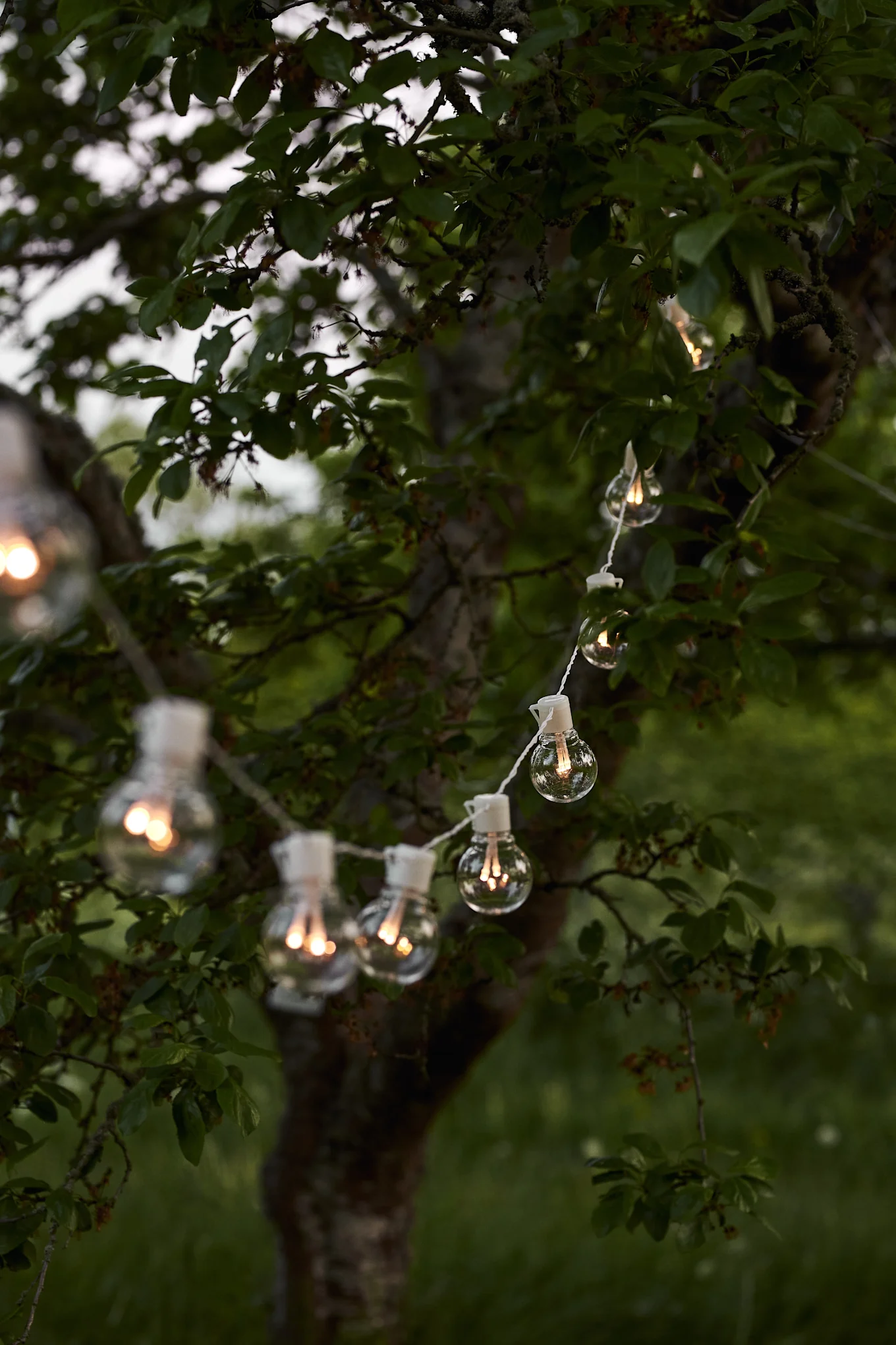 Warm glowing string lights with clear bulbs hanging from a tree with green leaves.