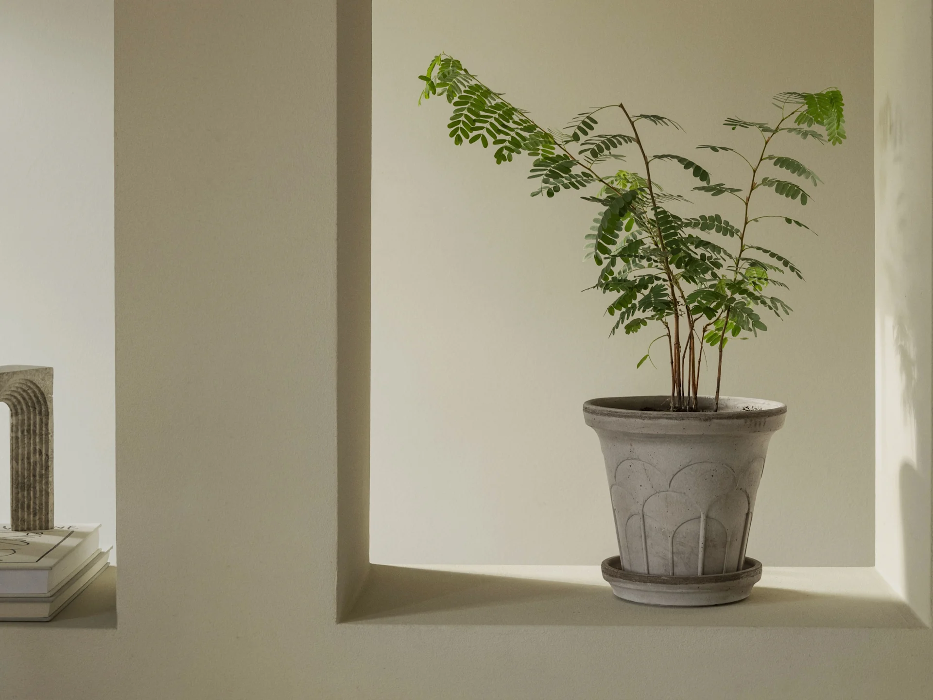 A small plant with green leaves in a grey concrete pot on a light shelf.