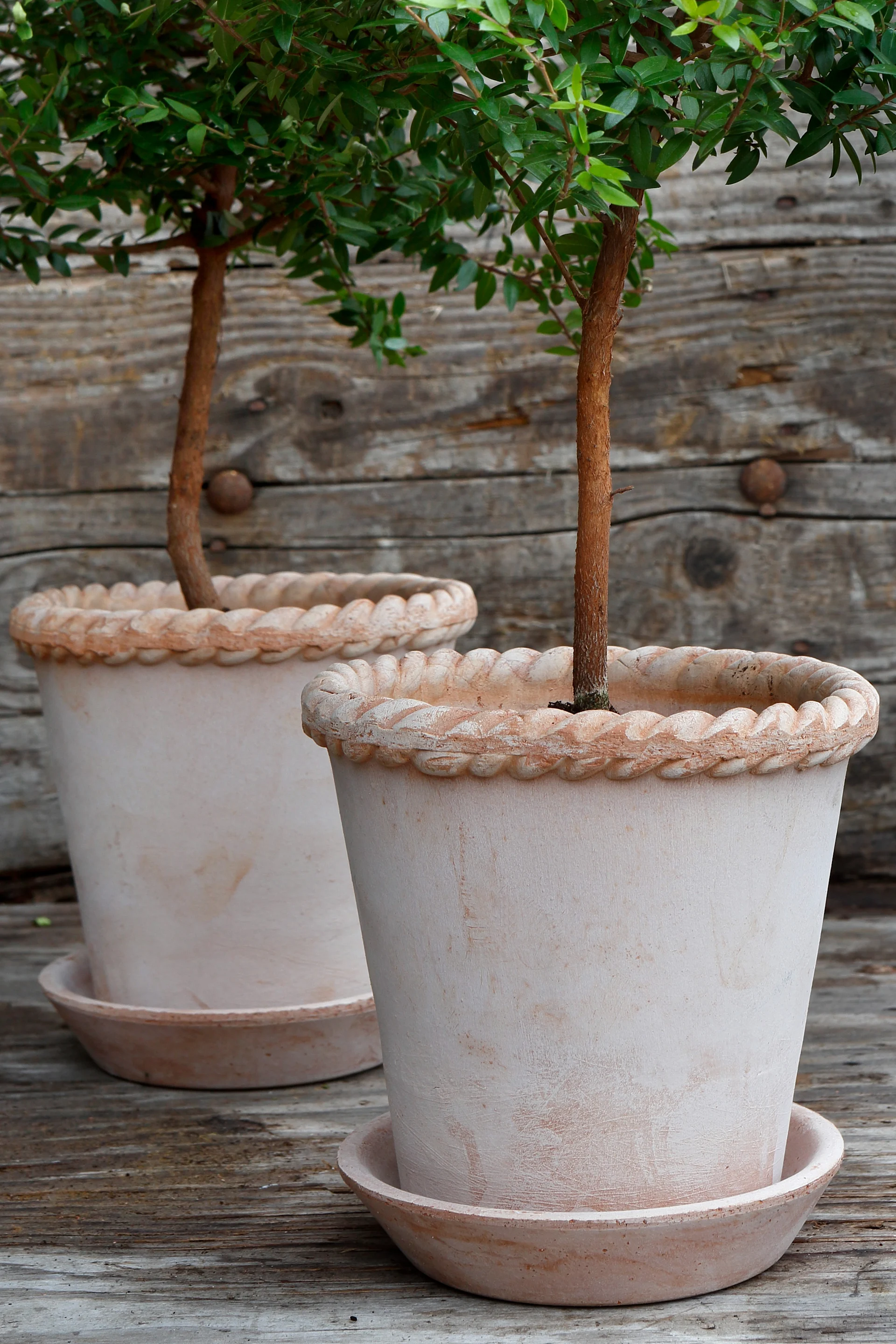 Two small green-leafed potted plants in decorative terracotta pots on a wooden surface with a wooden background.