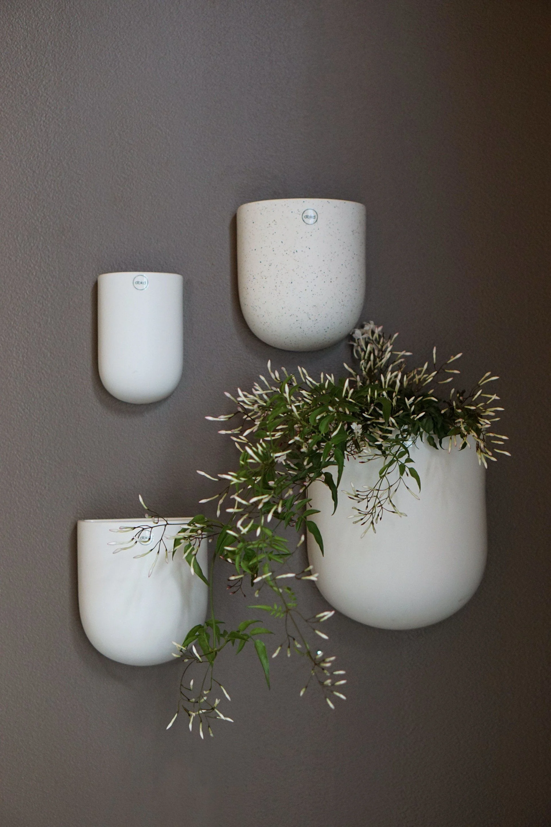 Three white dbkd wall planters against a dark grey wall, two with plants blooming with small white flowers.