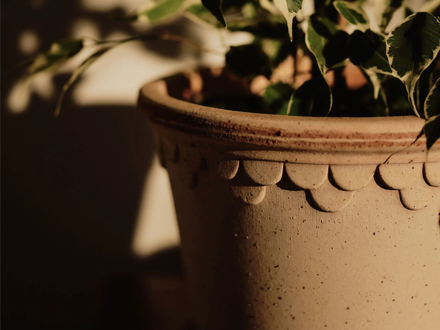 Close-up of a terracotta pot with a scalloped rim and green and white variegated leaves of a plant.