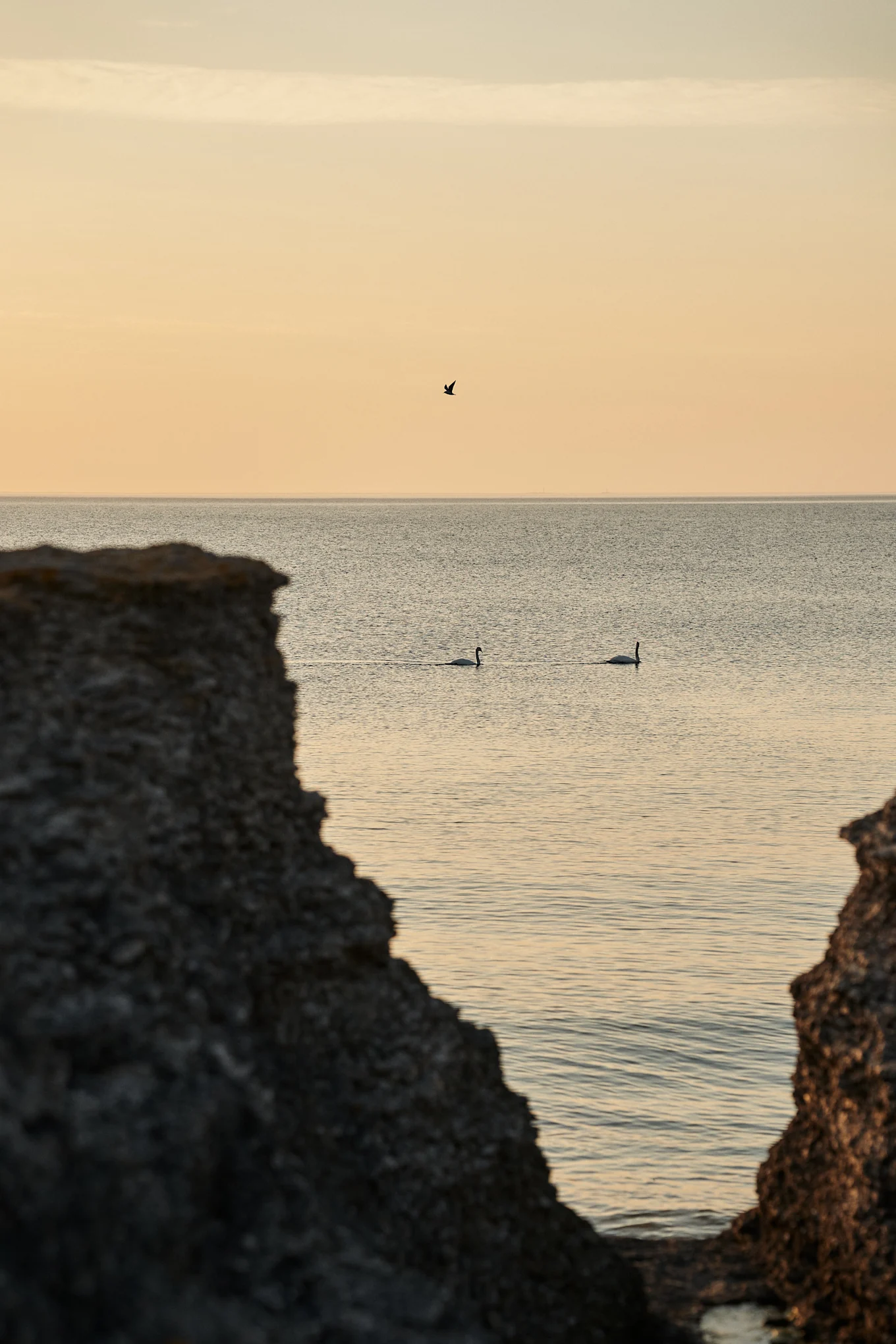 Two swans swim in calm water at sunrise, framed by dark rock formations, with a bird flying in the orange sky.