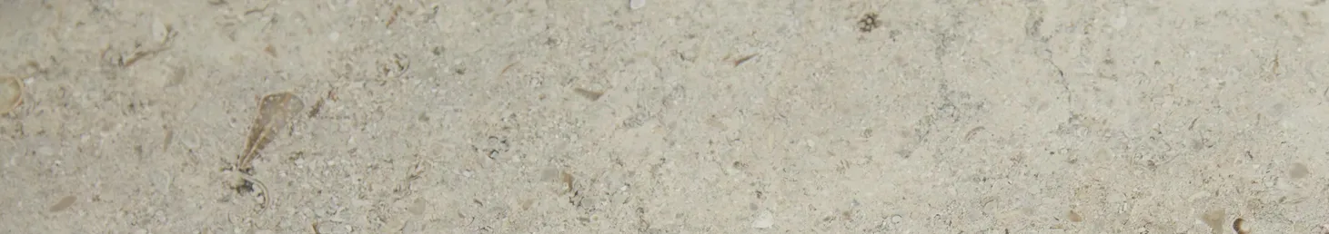 Close-up of light beige stone texture with embedded shell fragments and small grains.