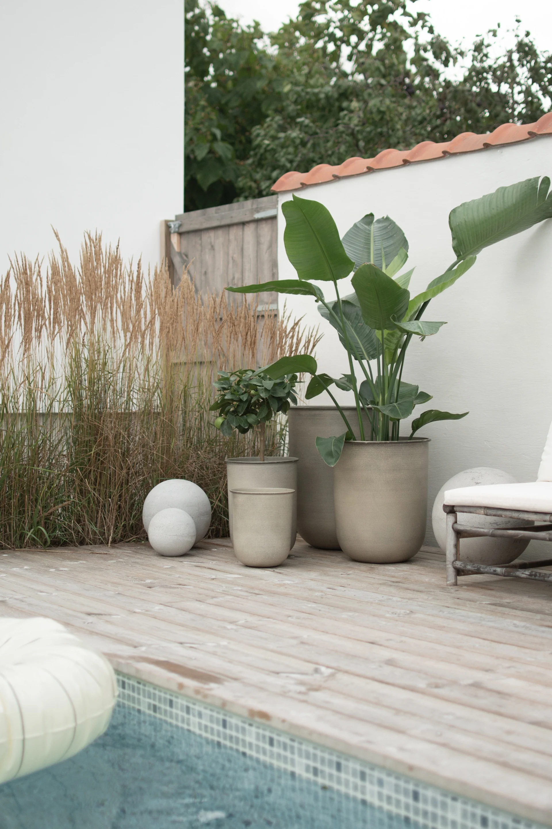 Outdoor wooden deck by a pool with large potted plants, tall grasses, decorative concrete spheres, and a white lounge chair.